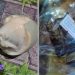 Telur masak yang kondisinya busuk pada paket MBG SMAN 1 Tanjab Barat
